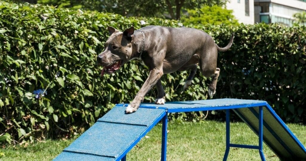 4 Exciting Agility Dog Walk Equipment Options For Your Pup 4 Exciting Agility Dog Walk Equipment Options For Your Pup