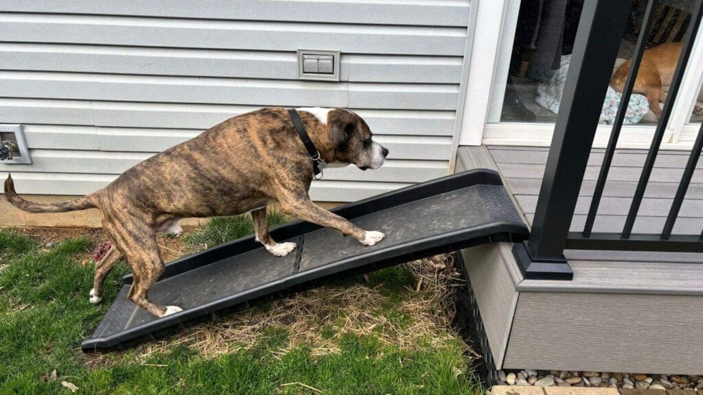 A great beginner setup for an agility dog walk is a ramp over a deck or platform A great beginner setup for an agility dog walk is a ramp over a deck or platform