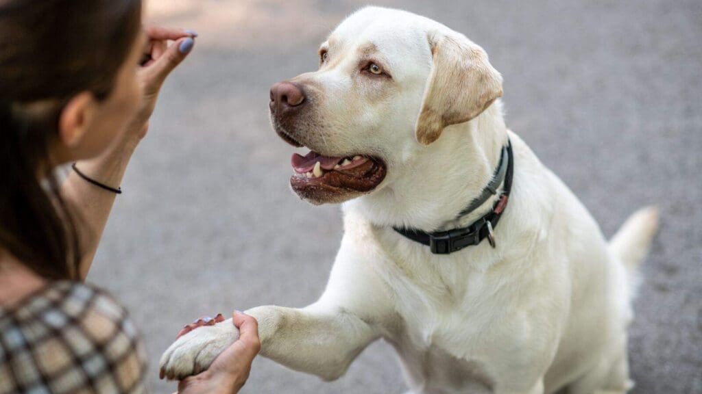 Puppr offers a free and fun way to teach your dog new behaviors Puppr offers a free and fun way to teach your dog new behaviors