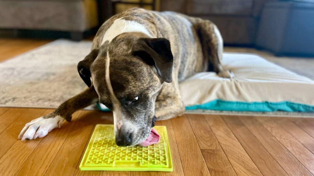 Image of Goomba using a lick mat during his recovery