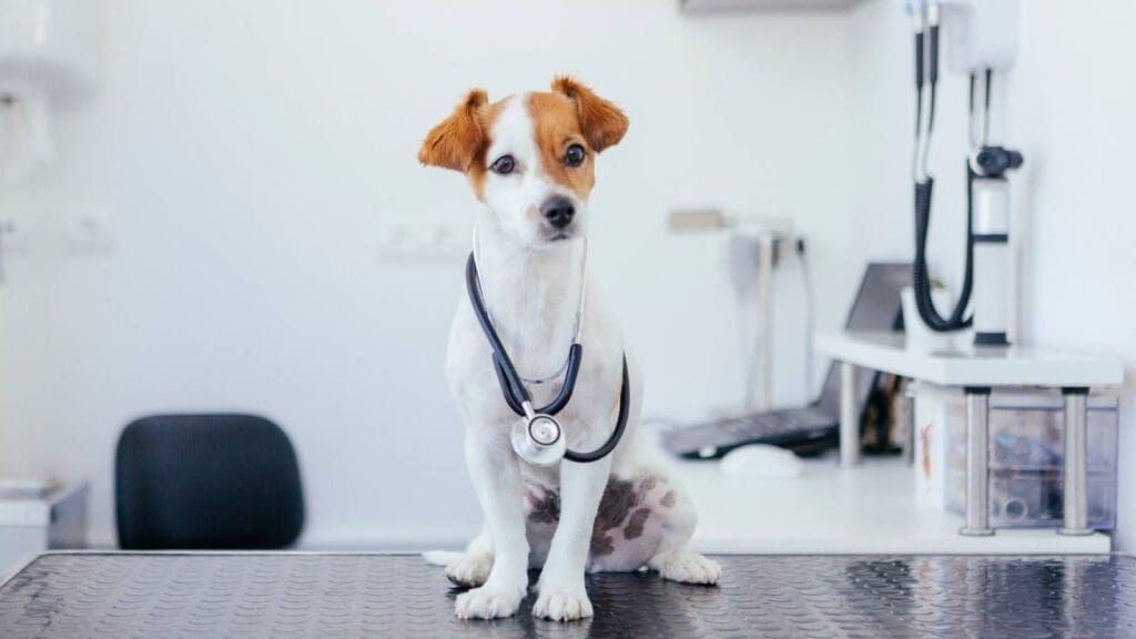 Vet prescribed sedation is helpful for the first days after surgery