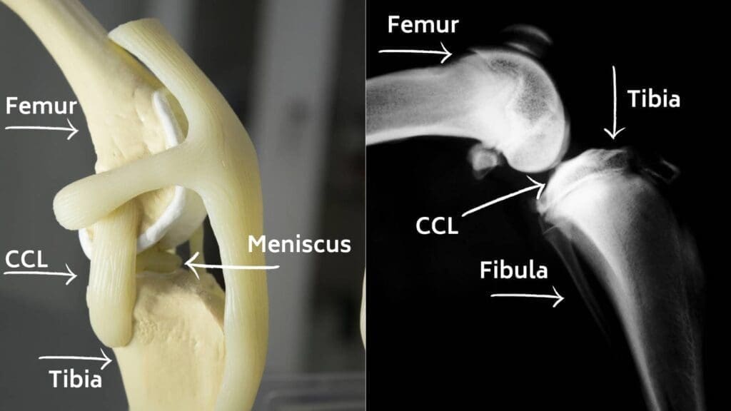 Anatomy of a dog knee related to the CCL