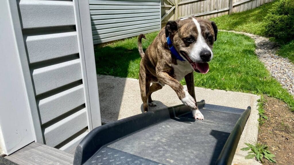 Goomba using a dog ramp to get up steps