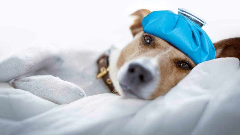 Harnesses can help speed up recovery from injuries for your dog