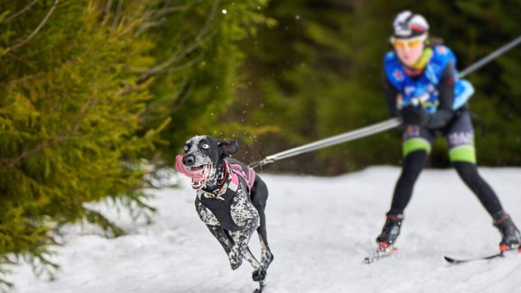 How you dont want your dog to walk on a leash