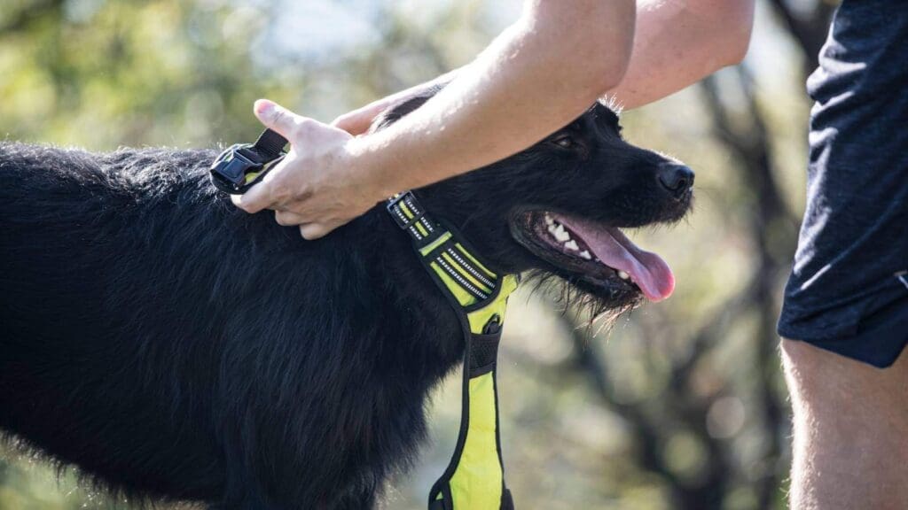 The final step is to put the harness over your dogs head