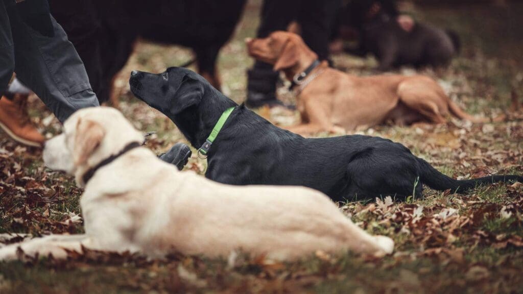 3 dogs laying in the fall grass doing obedience training