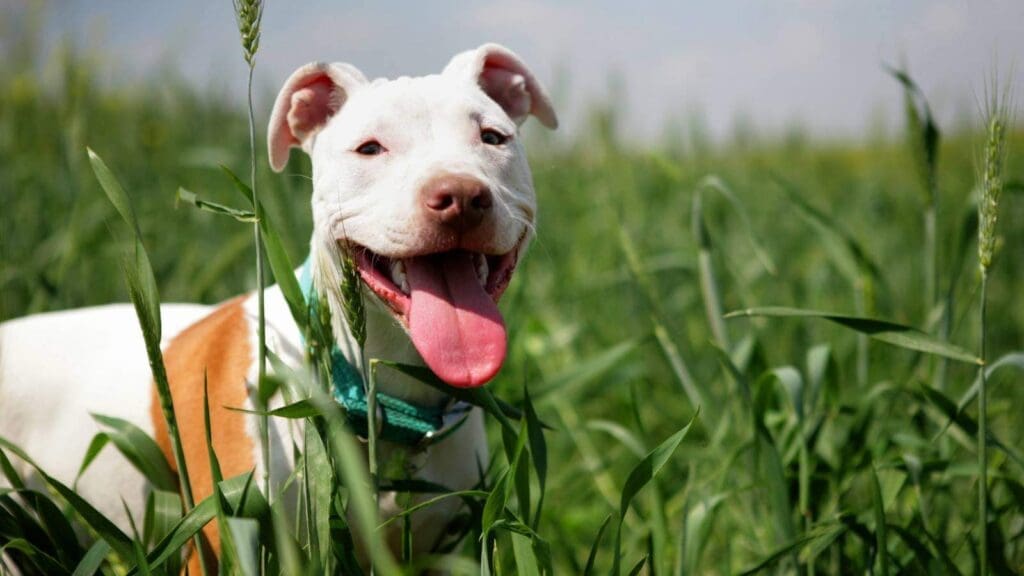 Bully breed dog having fun in grass