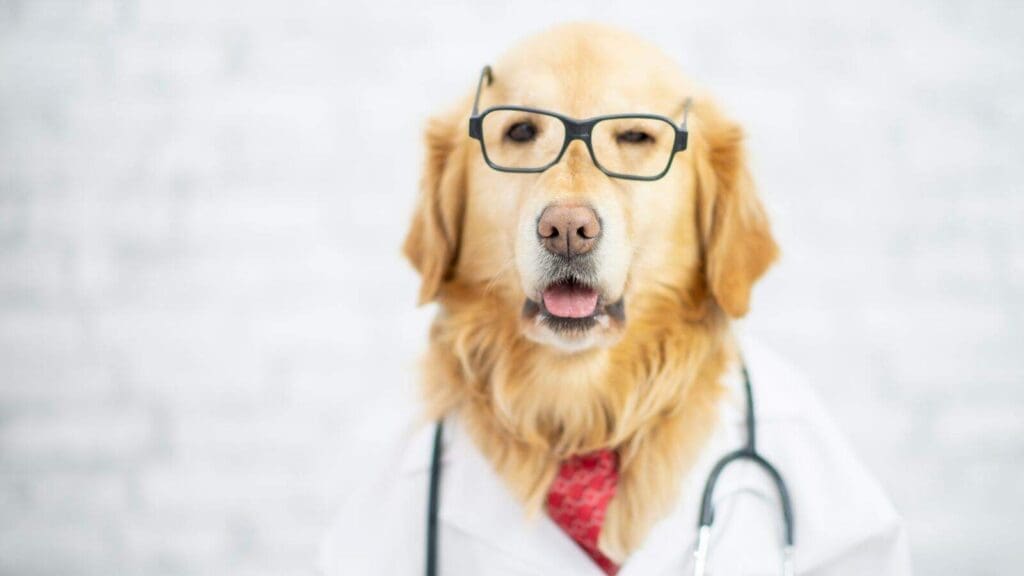 Dog dressed as doctor emphasizing safety Dog dressed as doctor emphasizing safety