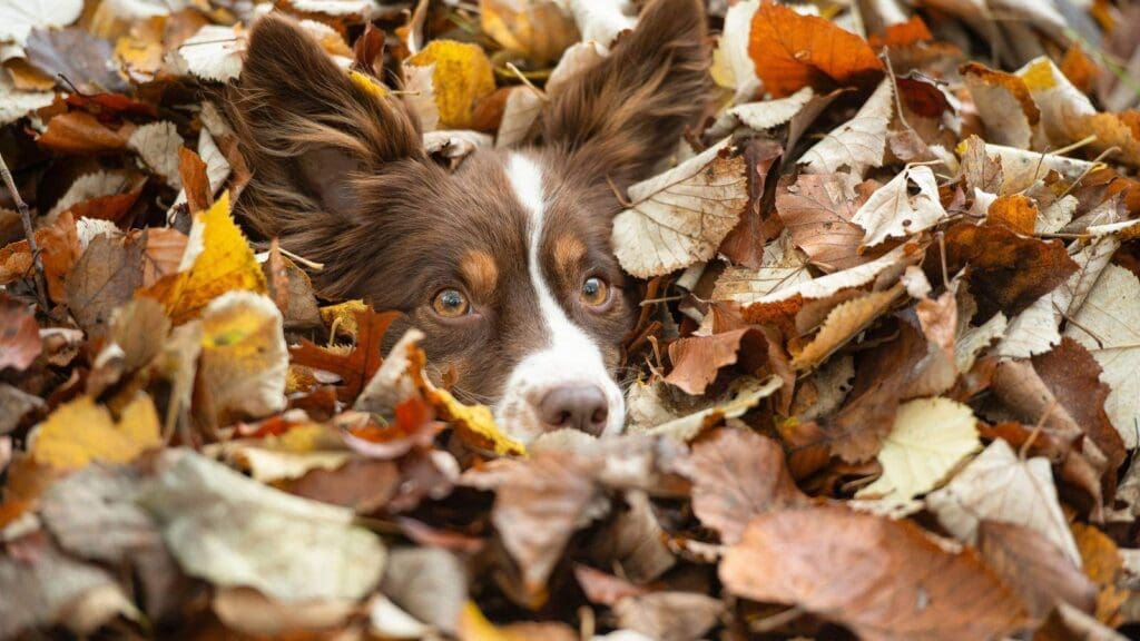 Dog hiding in pile of leaves