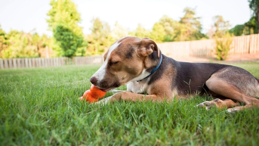 Dog using a treat dispensing toy