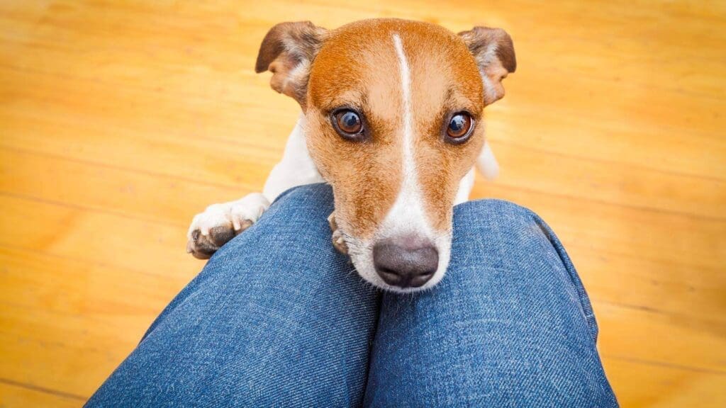 Dog with paws on persons knees begging