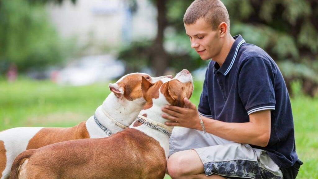 Dogs getting pet by a male