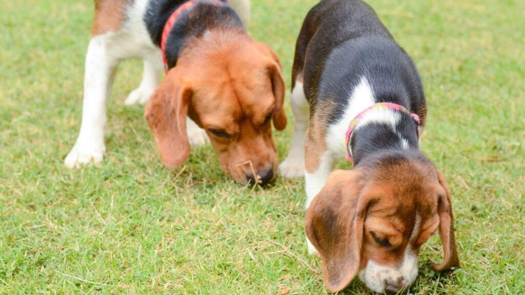 Dogs sniffing for food outside in grass