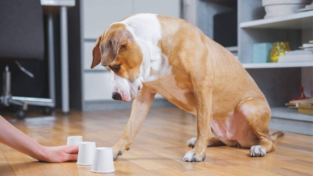 Large dog playing the shell game