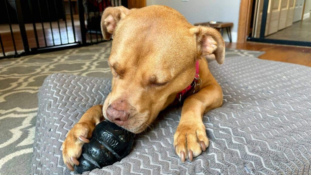 Light dog chewing a Kong to get out the filling