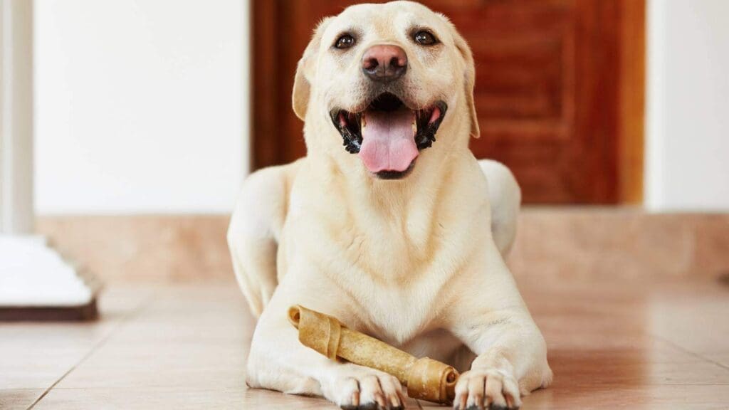 Light dog chewing a chew toy