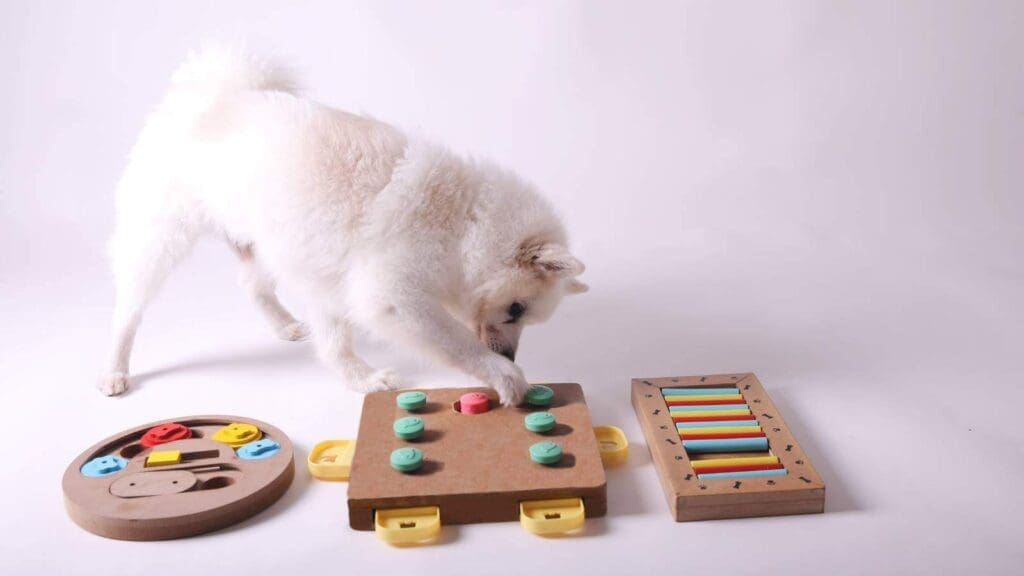 Small white dog using puzzle boards