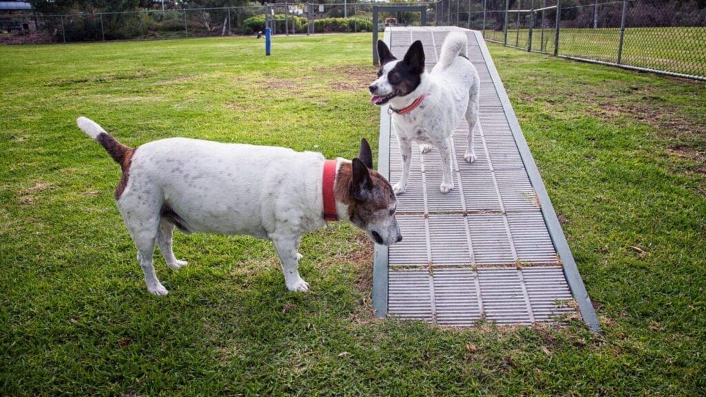 Teaching your dog to use an agility dog walk is an easy process Teaching your dog to use an agility dog walk is an easy process