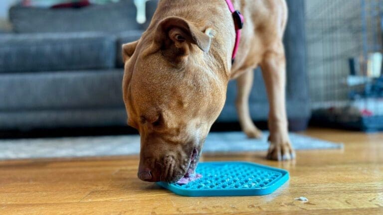 11 Easy Dog Lick Mat Ideas to Entertain Your Pup