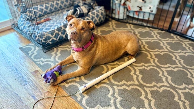 3 Step DIY Flirt Pole An Easy Way to Entertain Your Dog