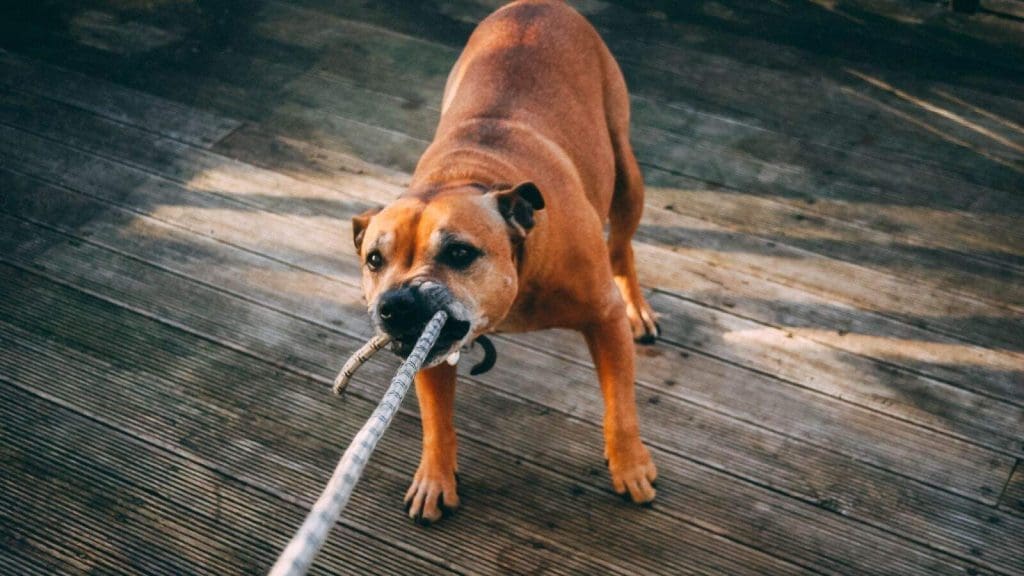 A DIY flirt pole is a great way to exercise entertain your dog