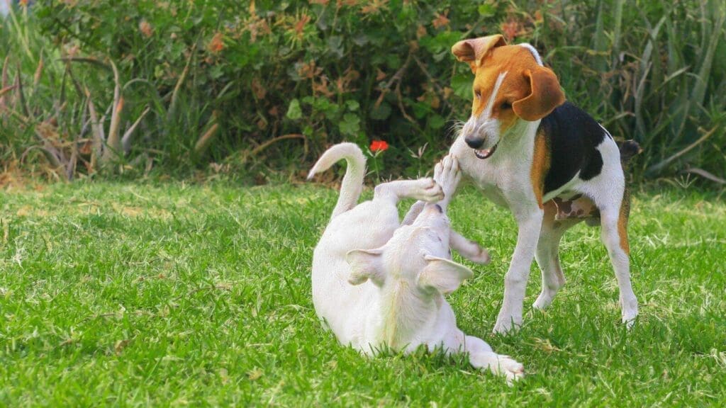 Flirt poles are a great way to help increase play drive in less motivated pups Flirt poles are a great way to help increase play drive in less motivated pups