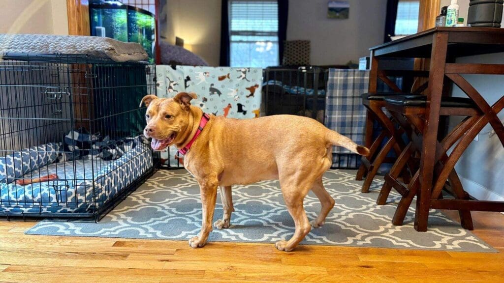 Prim loves her flirt pole and it is her favorite toy Prim loves her flirt pole and it is her favorite toy