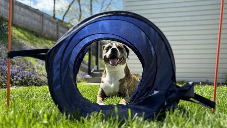 The Beginners Guide to Dog Agility Dog Agility Tunnels