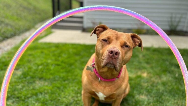 4 Easy Dog Agility Hoop Options Your Pup Will Love