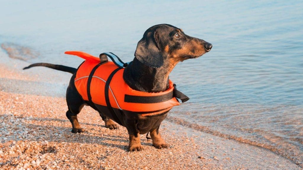 Dog wearing a lifevest for safety