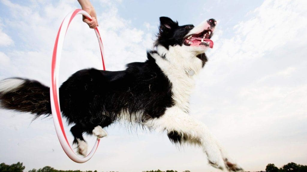 Happy dog jumping through a hoop