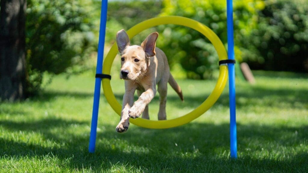 Tan dog jumping through a plastic dog agility hoop