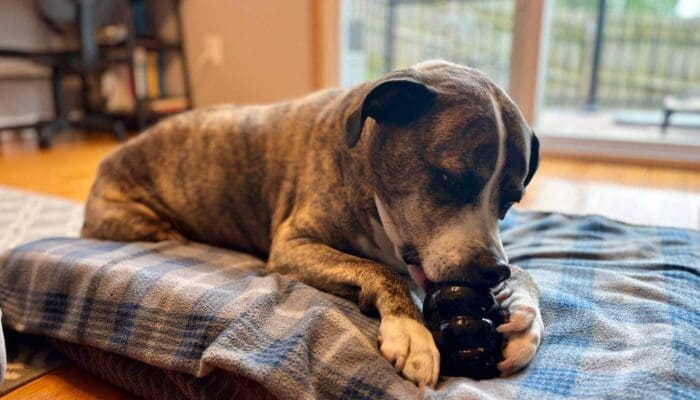 12 Cheap Frozen Kong Recipes that Your Dog Will Love!