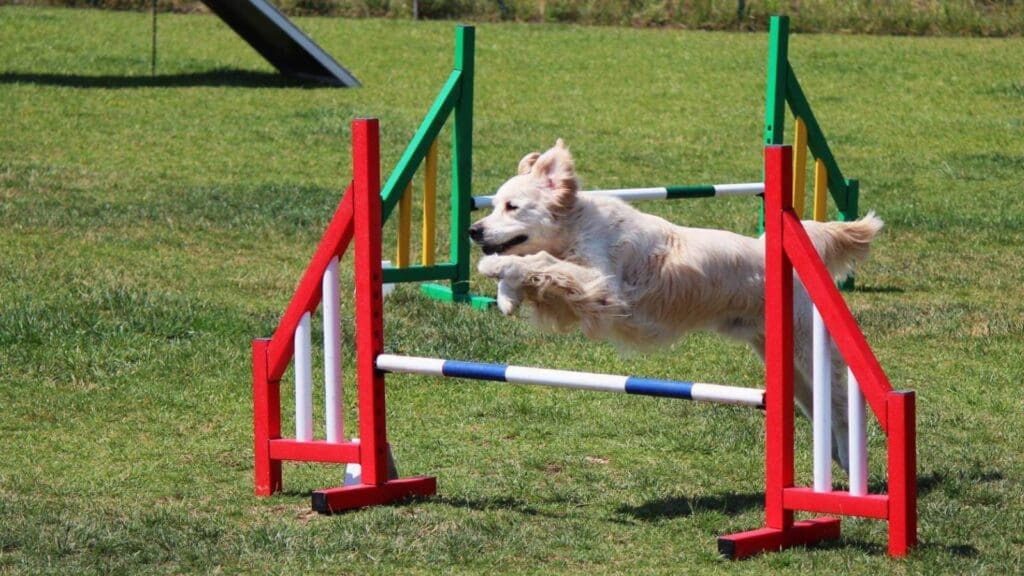 Dog agility jumps are a great way to have fun with your dog Dog agility jumps are a great way to have fun with your dog