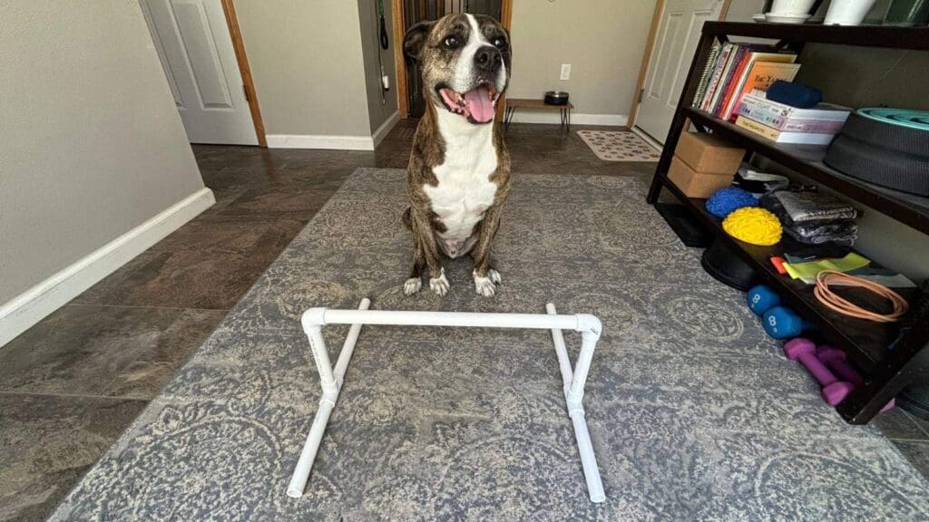 Helping your dog learn the behavior is easy with a smaller jump