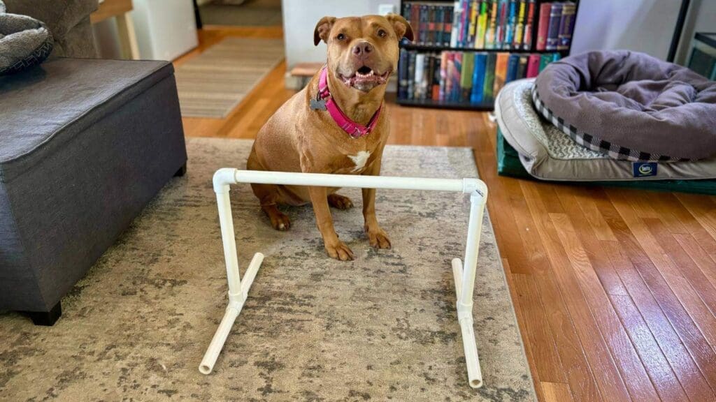 Making your own DIY dog agility jump is easy and cheap