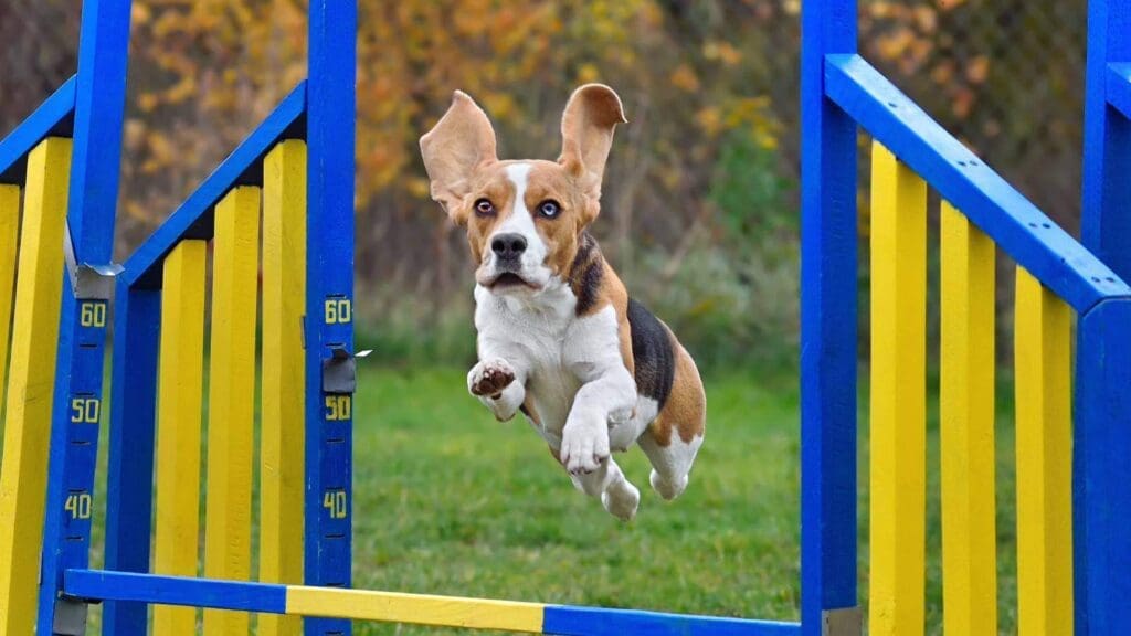 Safety is critical with dog agility jumps Safety is critical with dog agility jumps