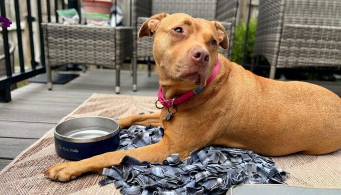 The Best Material for Dog Bowls_ What You Need to Know