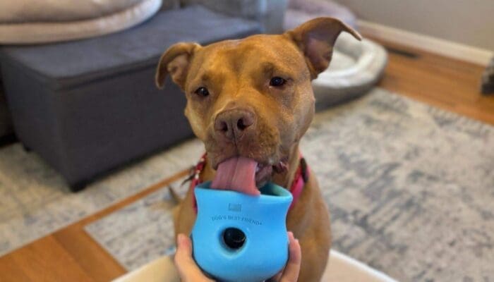 12 Quick Frozen Toppl Recipes That Your Dog Will Love!