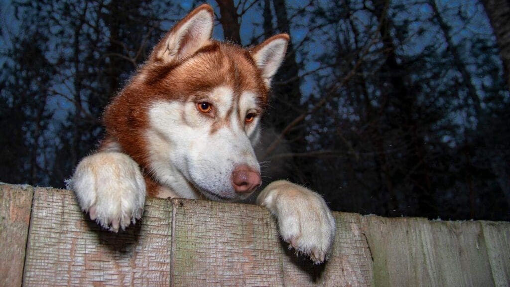 Dog Proofing A Fence 14 Creative Options for a Secure Yard Dog Proofing A Fence 14 Creative Options for a Secure Yard
