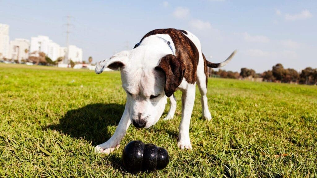 Canine enrichment toys can help improve your bond with your dog Canine enrichment toys can help improve your bond with your dog
