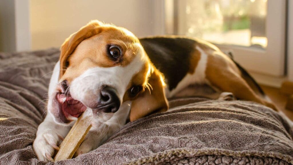 Giving your dog chews can help prevent chewing on other objects Giving your dog chews can help prevent chewing on other objects