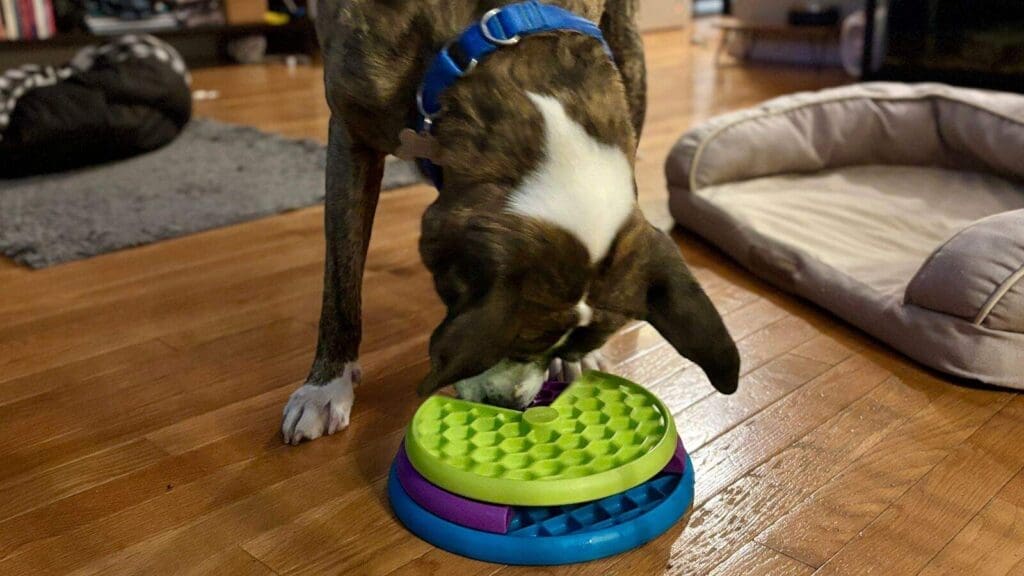 Slow feeders are a great way to turn meal time into an enriching activity Slow feeders are a great way to turn meal time into an enriching activity
