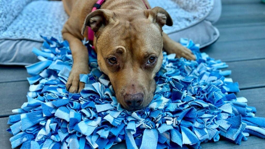 Snuffle mats are a great option for older or mobility impaired dogs Snuffle mats are a great option for older or mobility impaired dogs