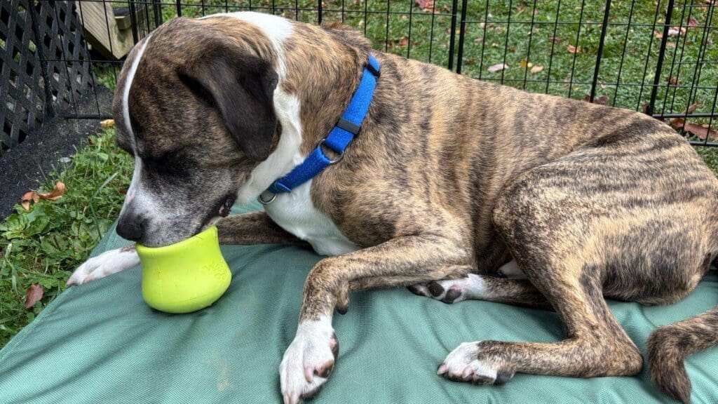 Toppls are a great option for dogs who are less food motivated Toppls are a great option for dogs who are less food motivated