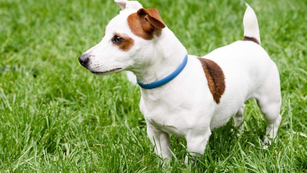 Biothane collars are a relatively new option that are great for dogs who are outside a lot Biothane collars are a relatively new option that are great for dogs who are outside a lot