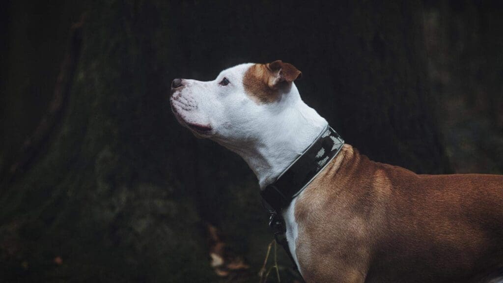 Cleaning your dog collar is a vital task for a healthy dog Cleaning your dog collar is a vital task for a healthy dog