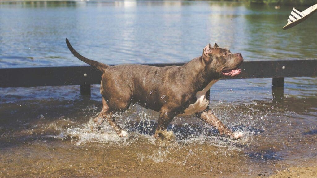 Cleaning your dogs collar is important to keep your dog comfortable and healthy Cleaning your dogs collar is important to keep your dog comfortable and healthy