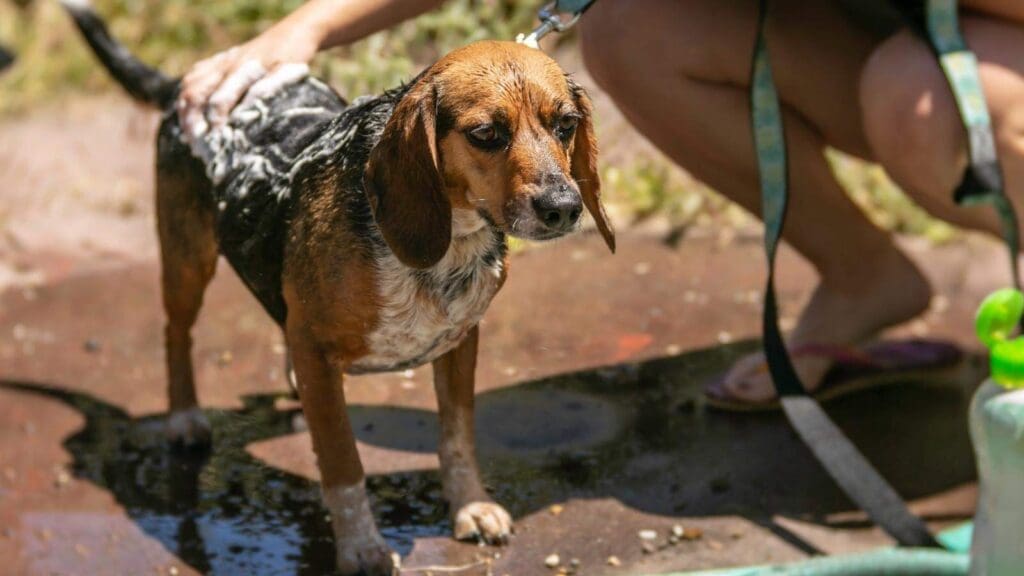 Cleaning your dogs collar when you give your dog a bath is an easy to remember to clean a collar Cleaning your dogs collar when you give your dog a bath is an easy to remember to clean a collar